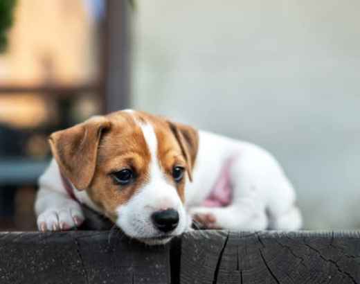 Picture for category Puppy Diets